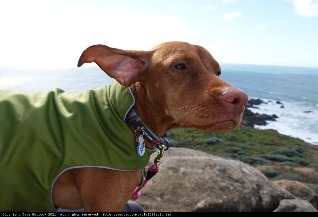 Stylish Dog in Green Jacket