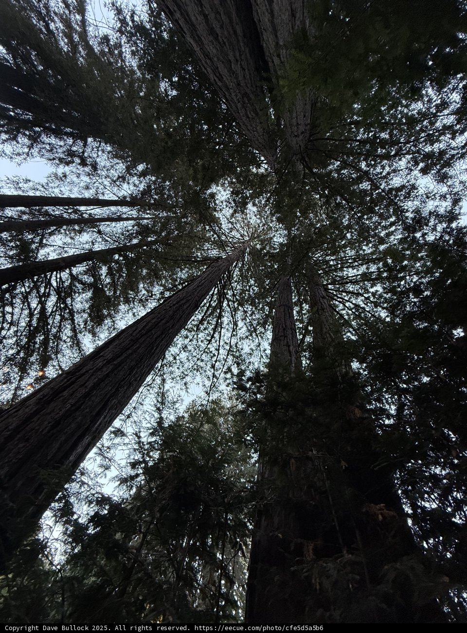Cathedral of Giants