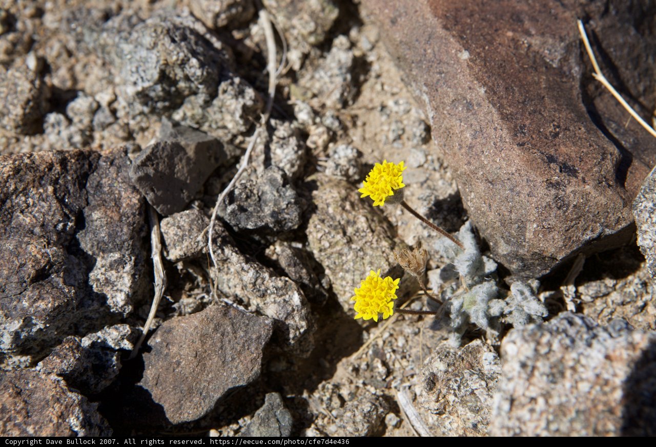 Resilient Daisy Among the Rocks
