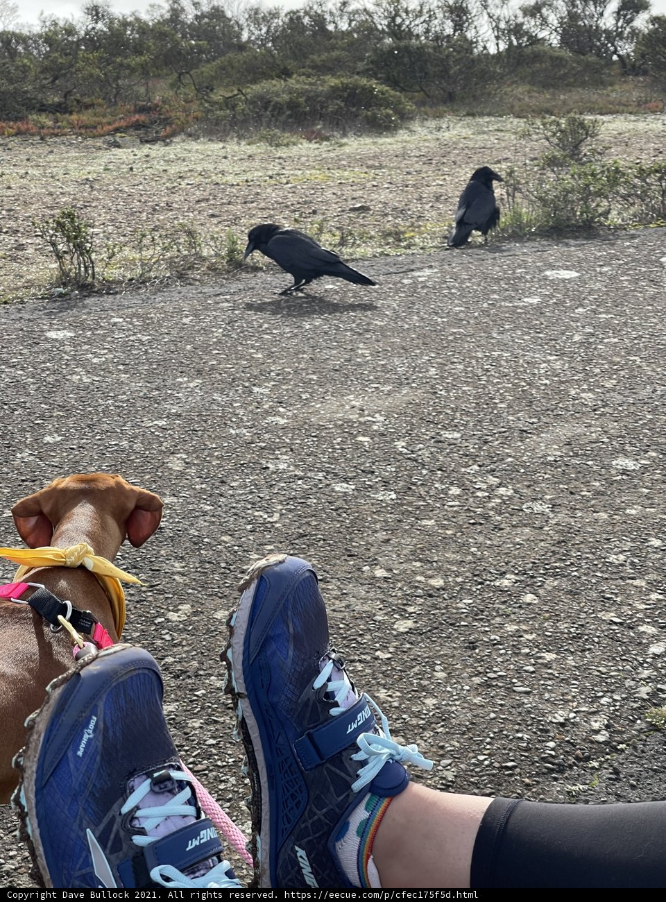 Blue Shoes in the Marin Headlands