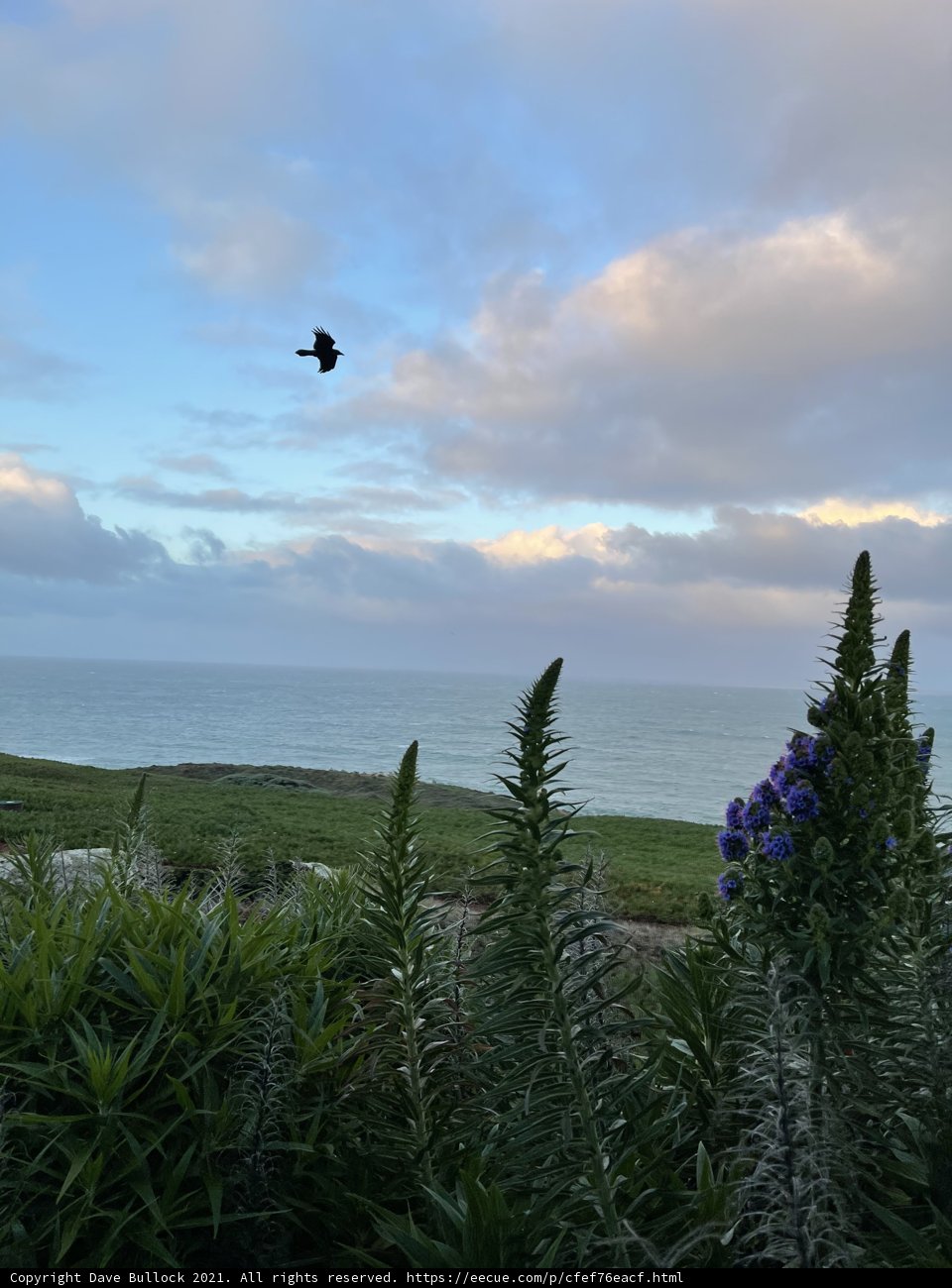 Serene Flight