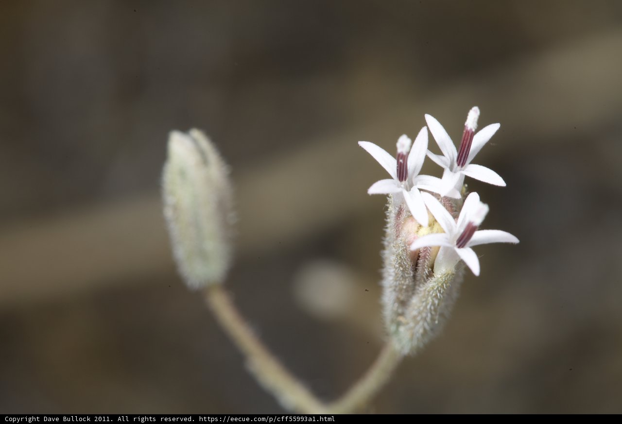 Delicate Petals in Bloom