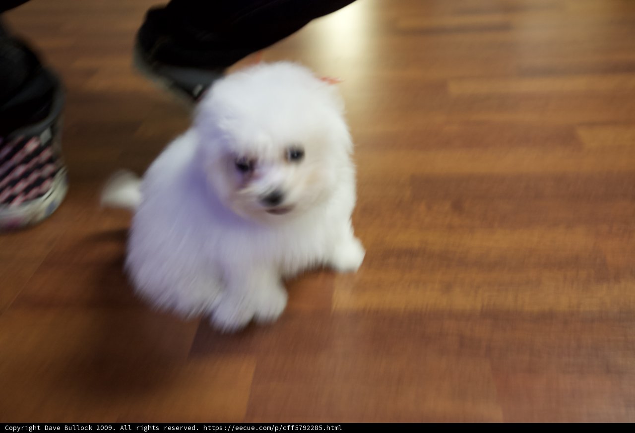 Cute Canine on Hardwood Floors