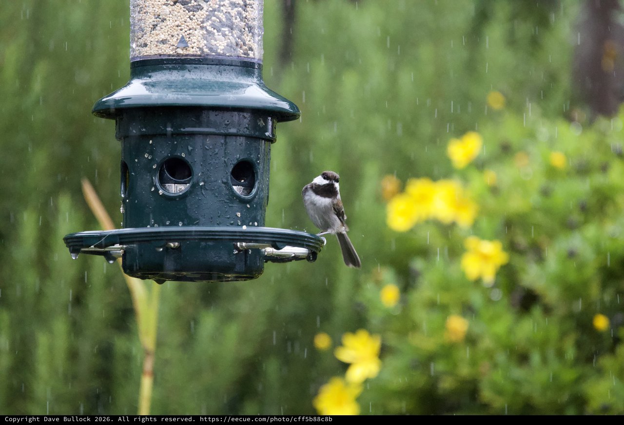 Chickadee Braving the Rain at Bird Feeder