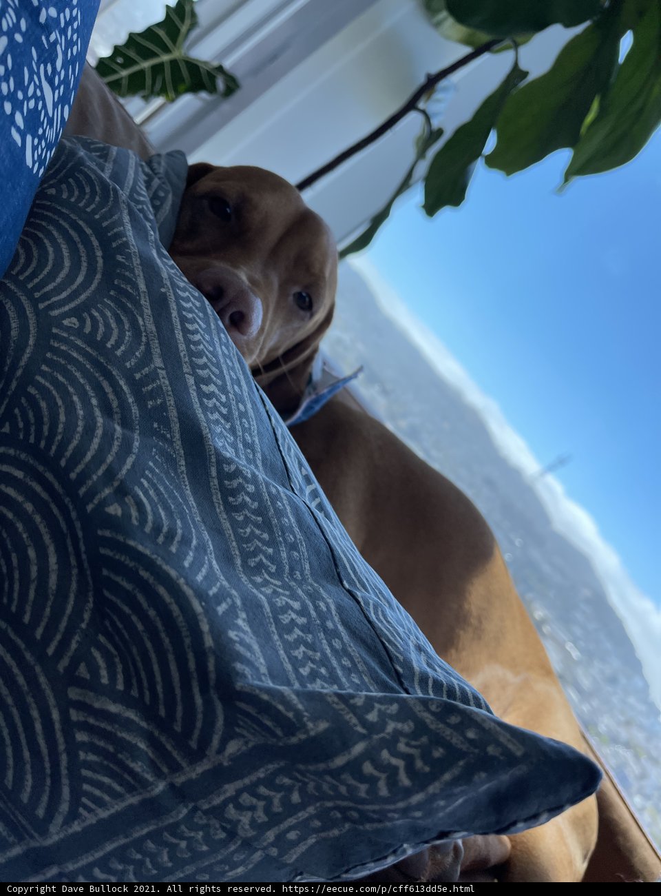 Relaxing with My Pup