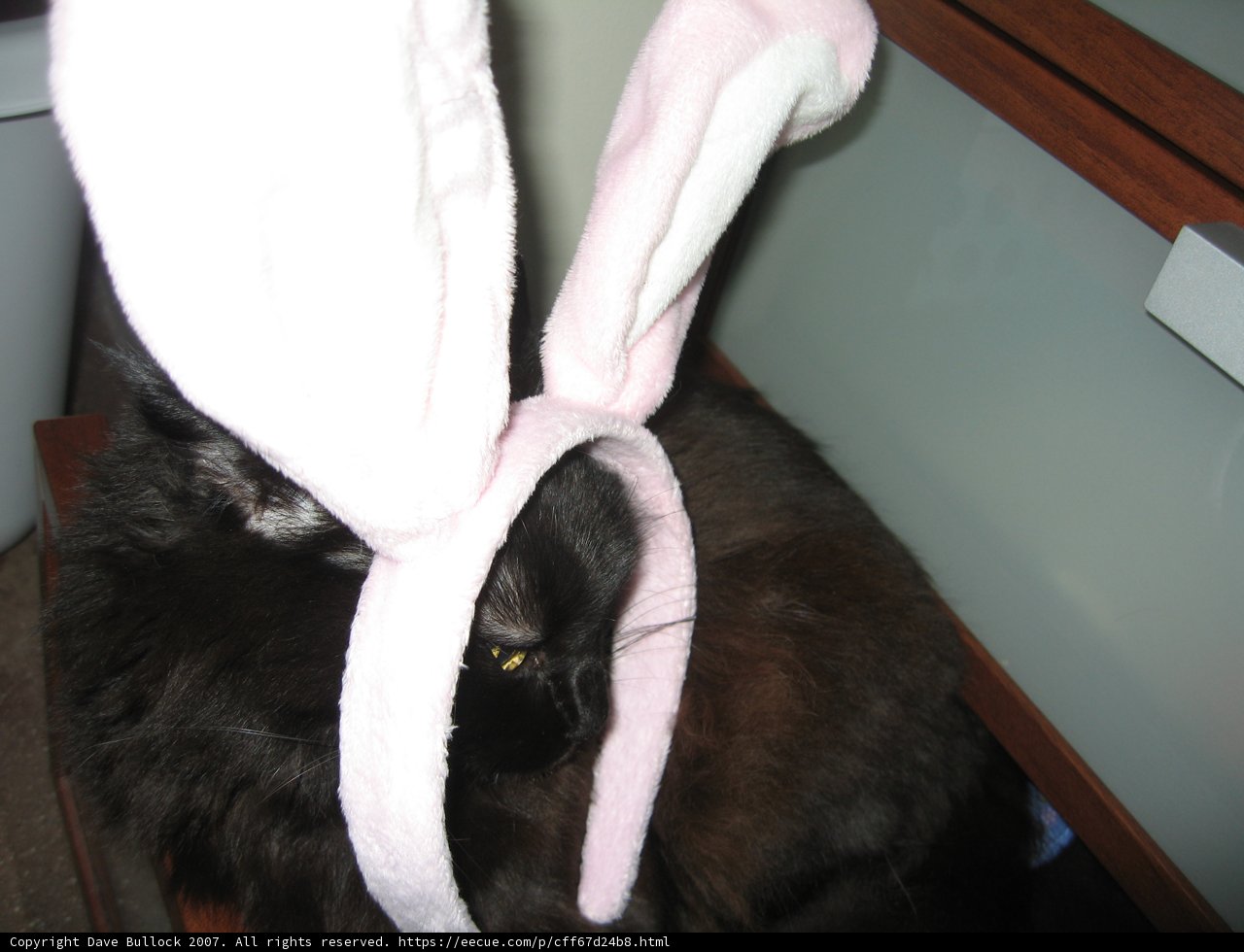 Bunni-cat