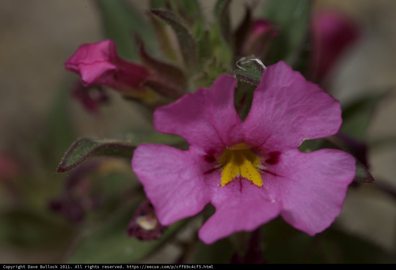 Pretty in Pink