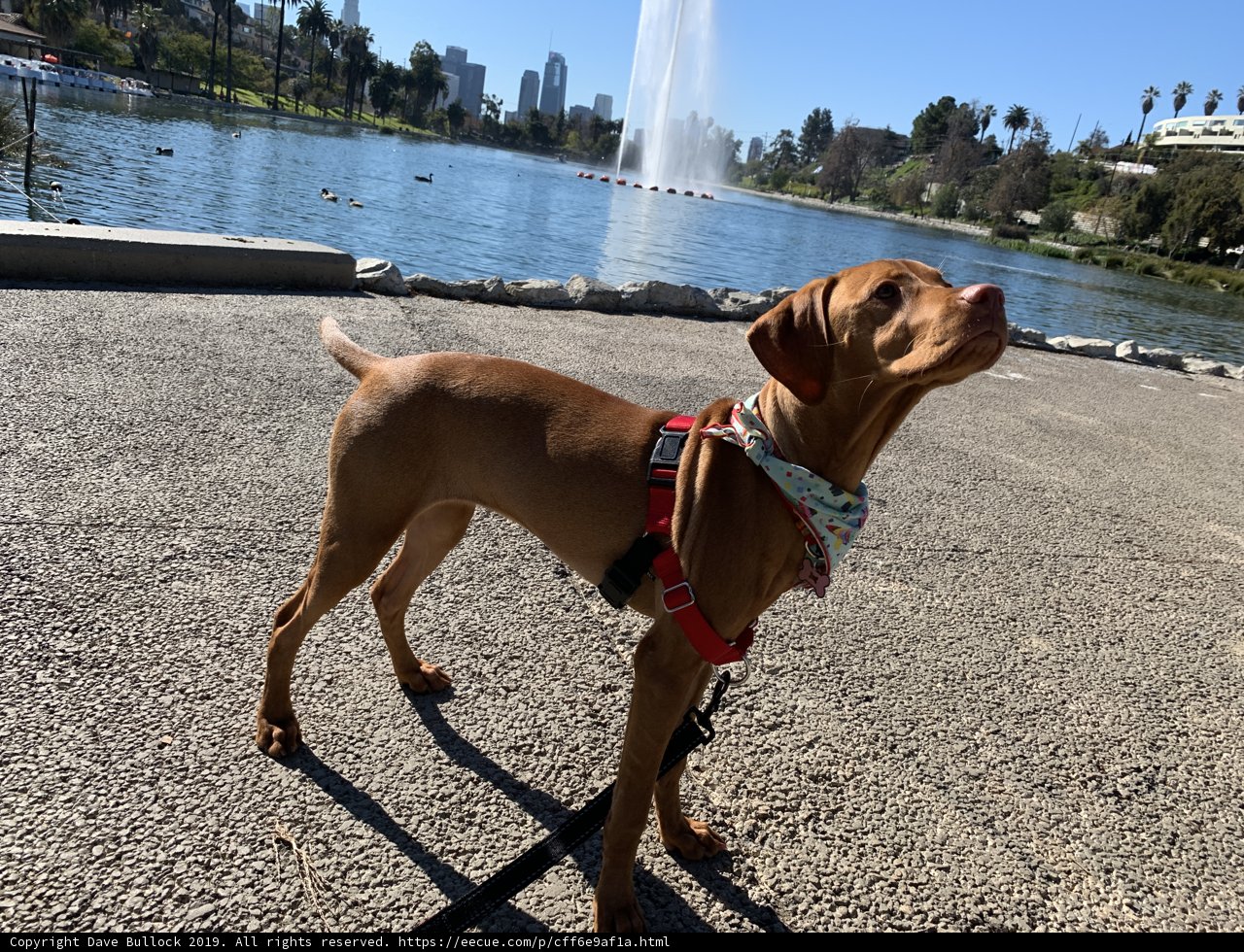 Canine at the Fountain