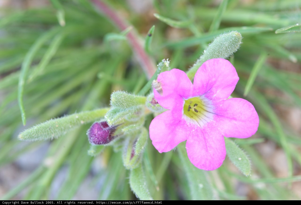 Pink Geranium with Green Leaves