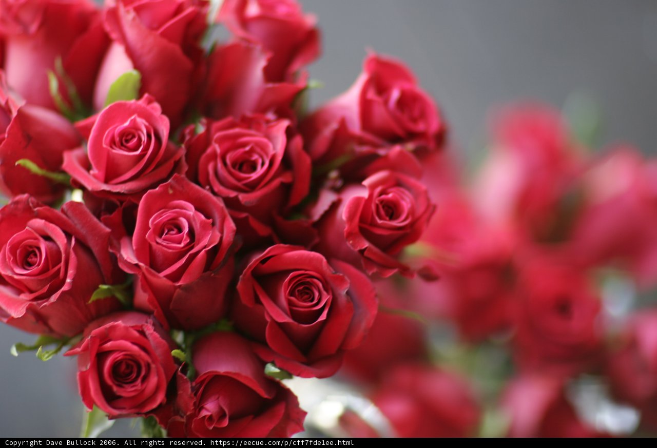 13 Roses Bouquet