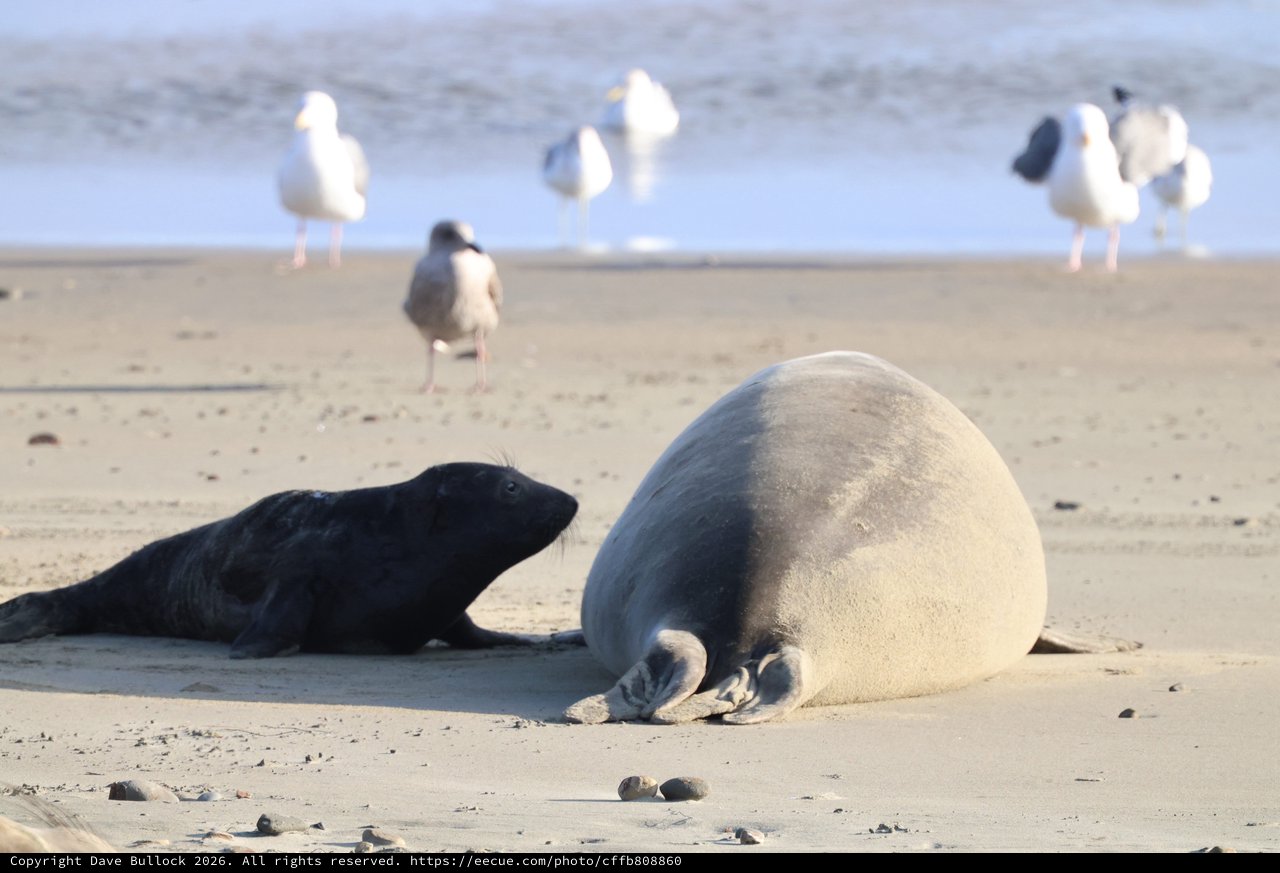 Elephant Seal Mother and Pup at Drakes Beach