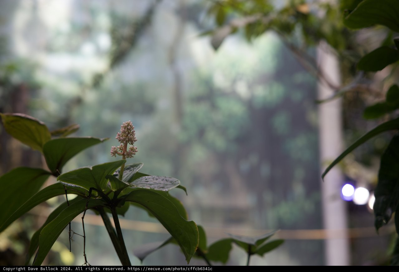 The Blossoming Acanthaceae in the Rainforest