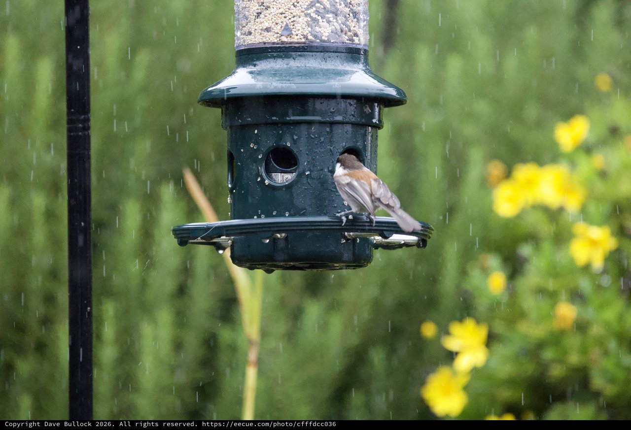 Small Bird Perched on Feeder in Rain Shower