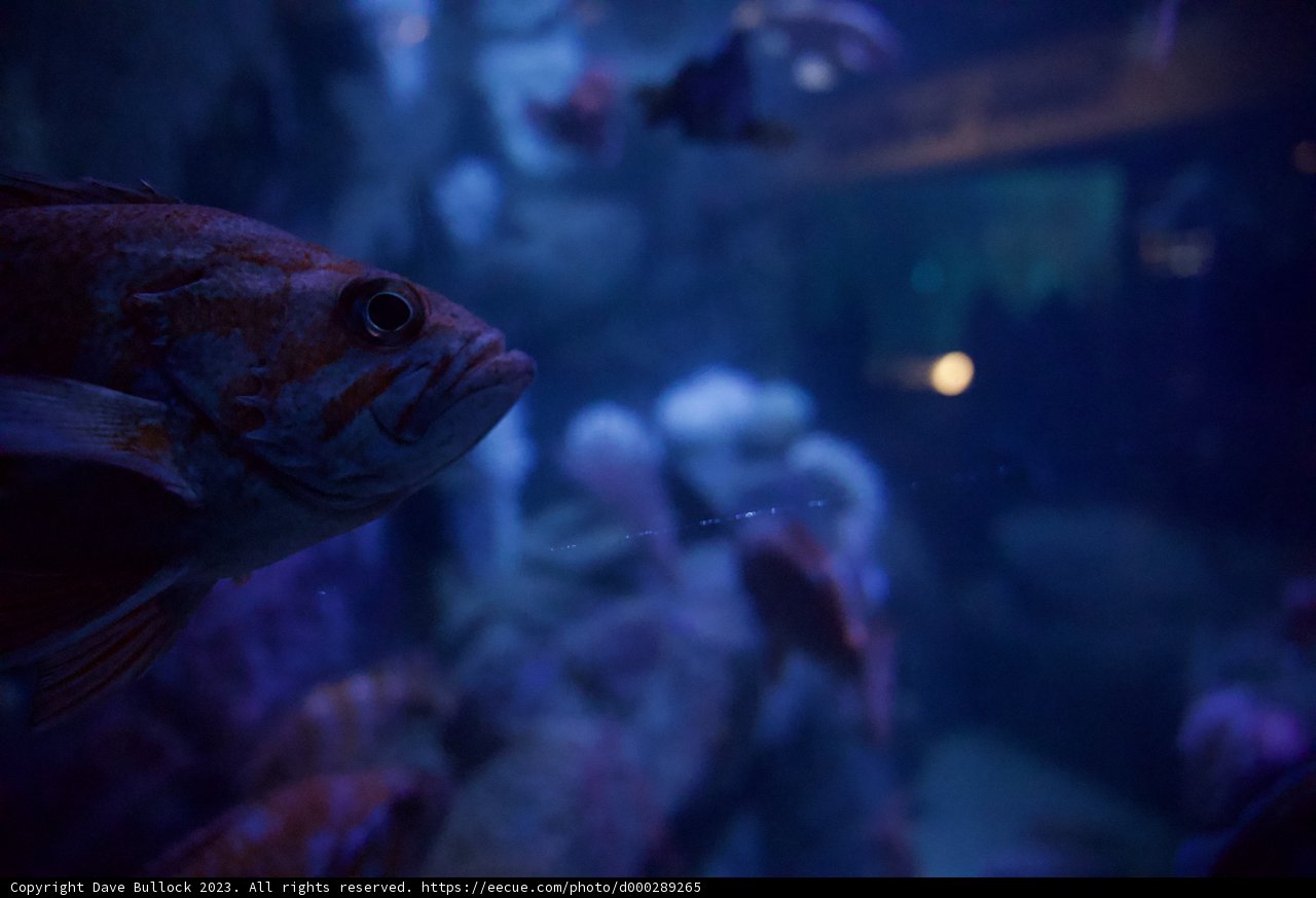 Underwater Wonders in a Blue Haze