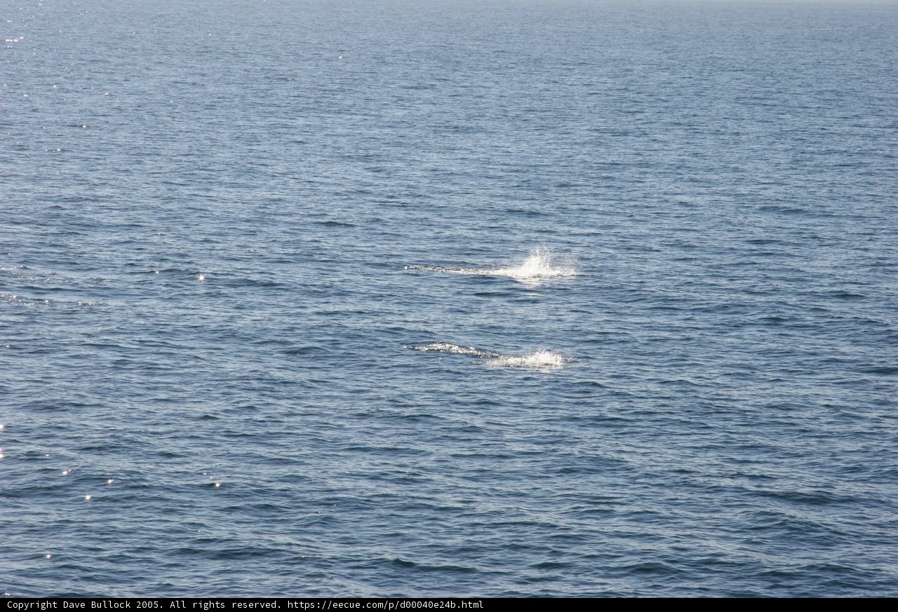 Two Whales in the Ocean