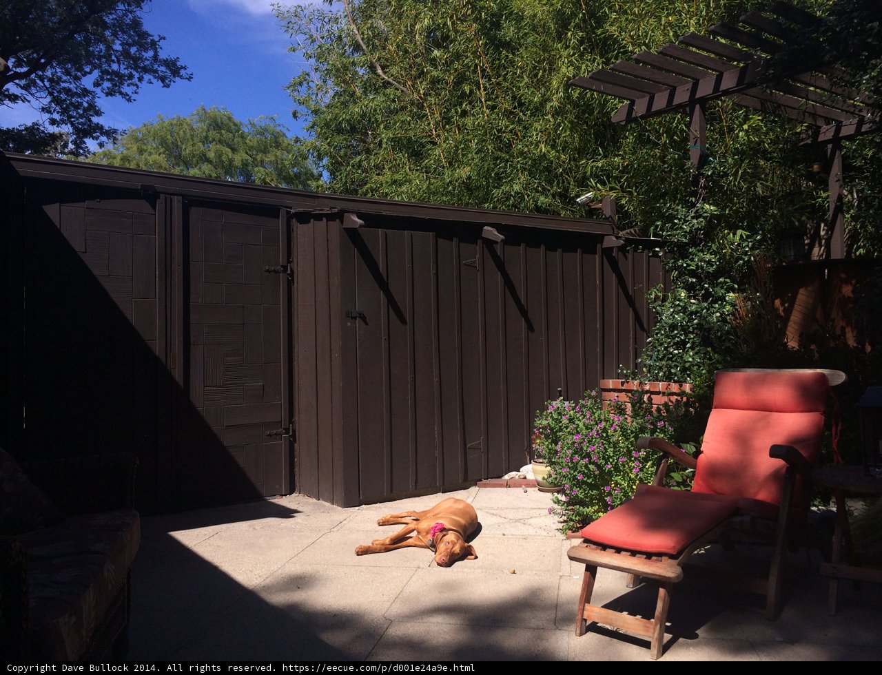 Relaxing in the Backyard