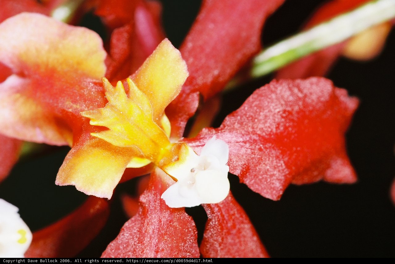 Vibrant Blossoming Flower