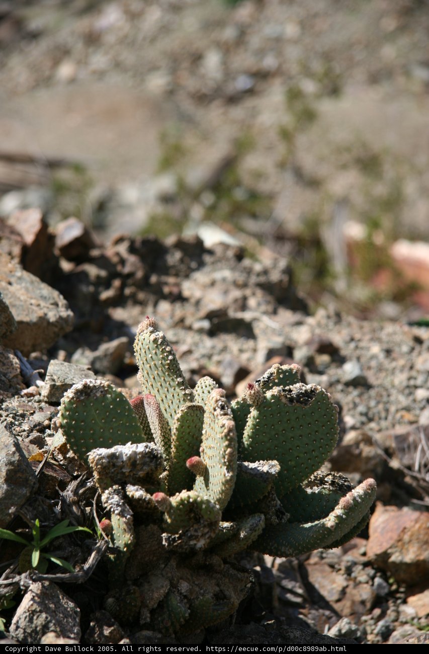 Desert resilience