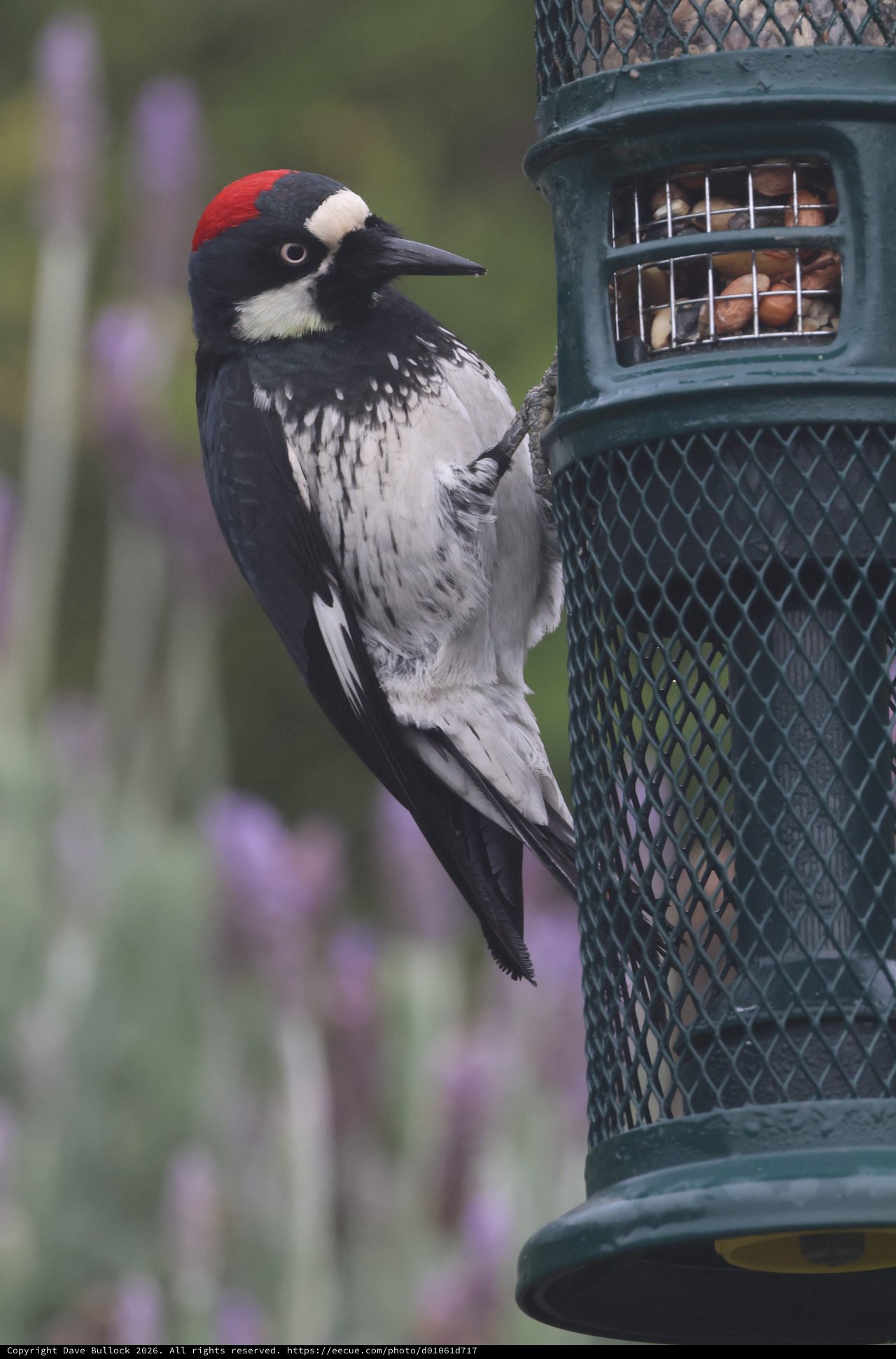 Acorn Woodpecker at Backyard Bird Feeder