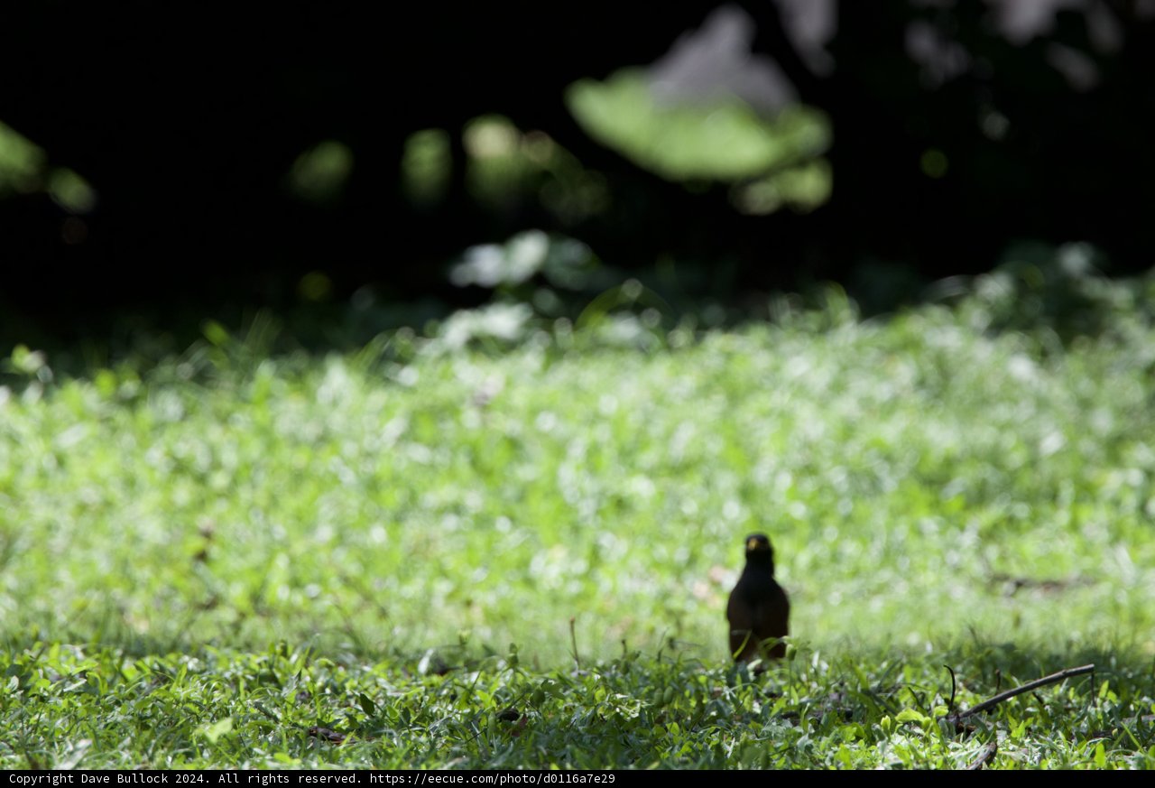 Solitary Sentinel: A Blackbird in the Meadow