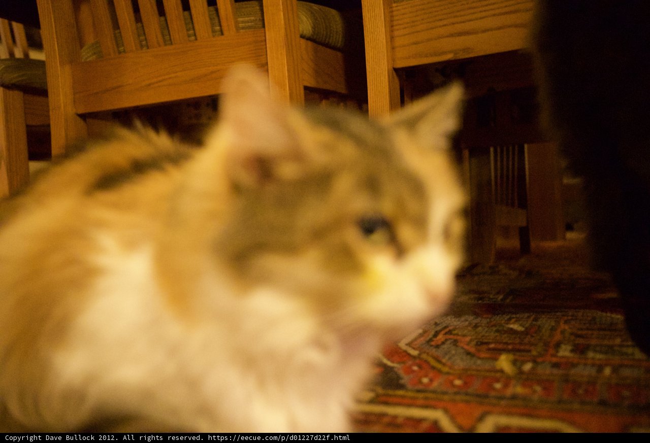 A Feline Takeover on Hardwood Floors