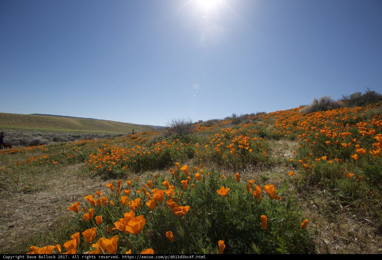 Fields of Gold