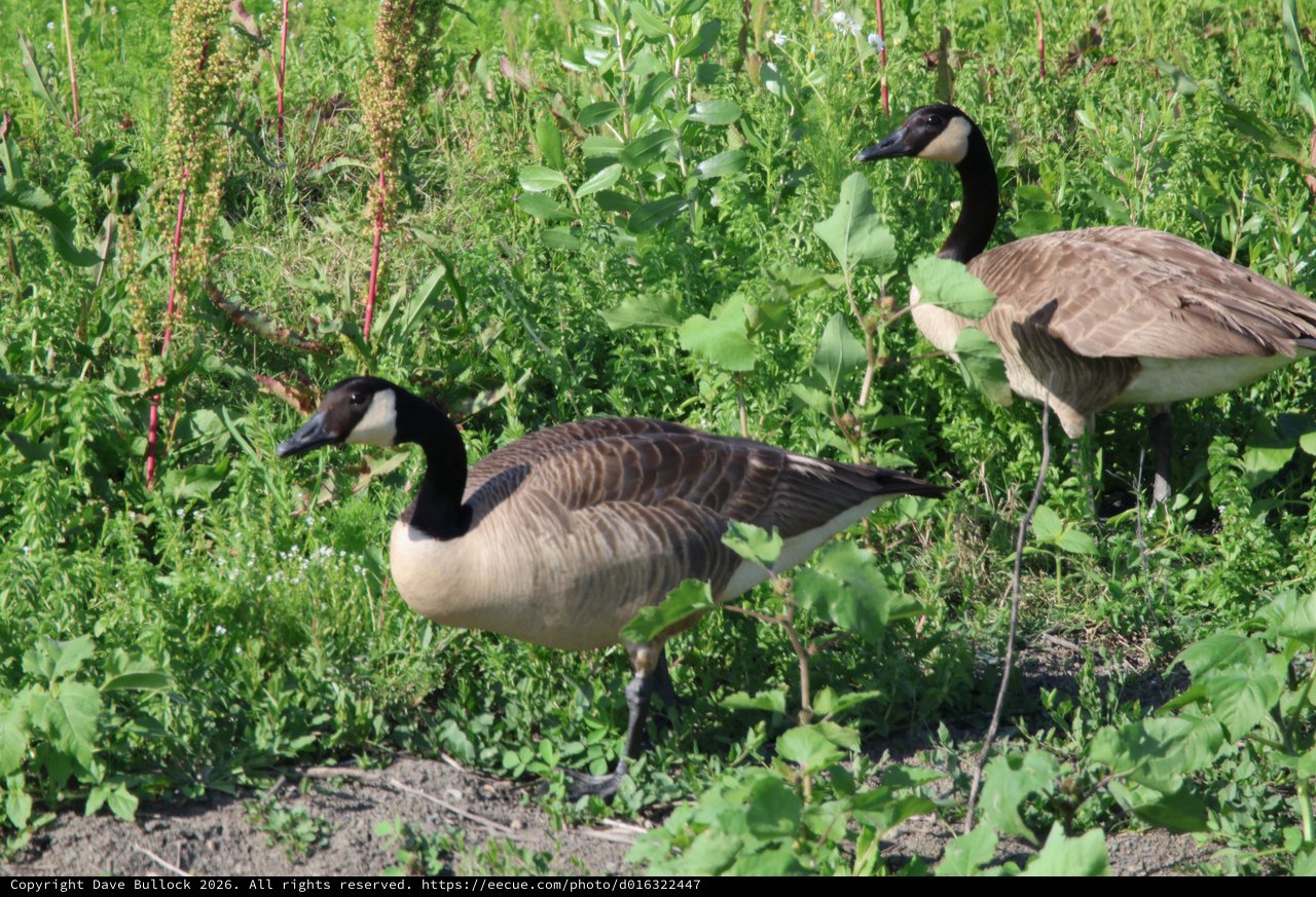 Canada Geese Foraging in Lush Wetland Vegetation