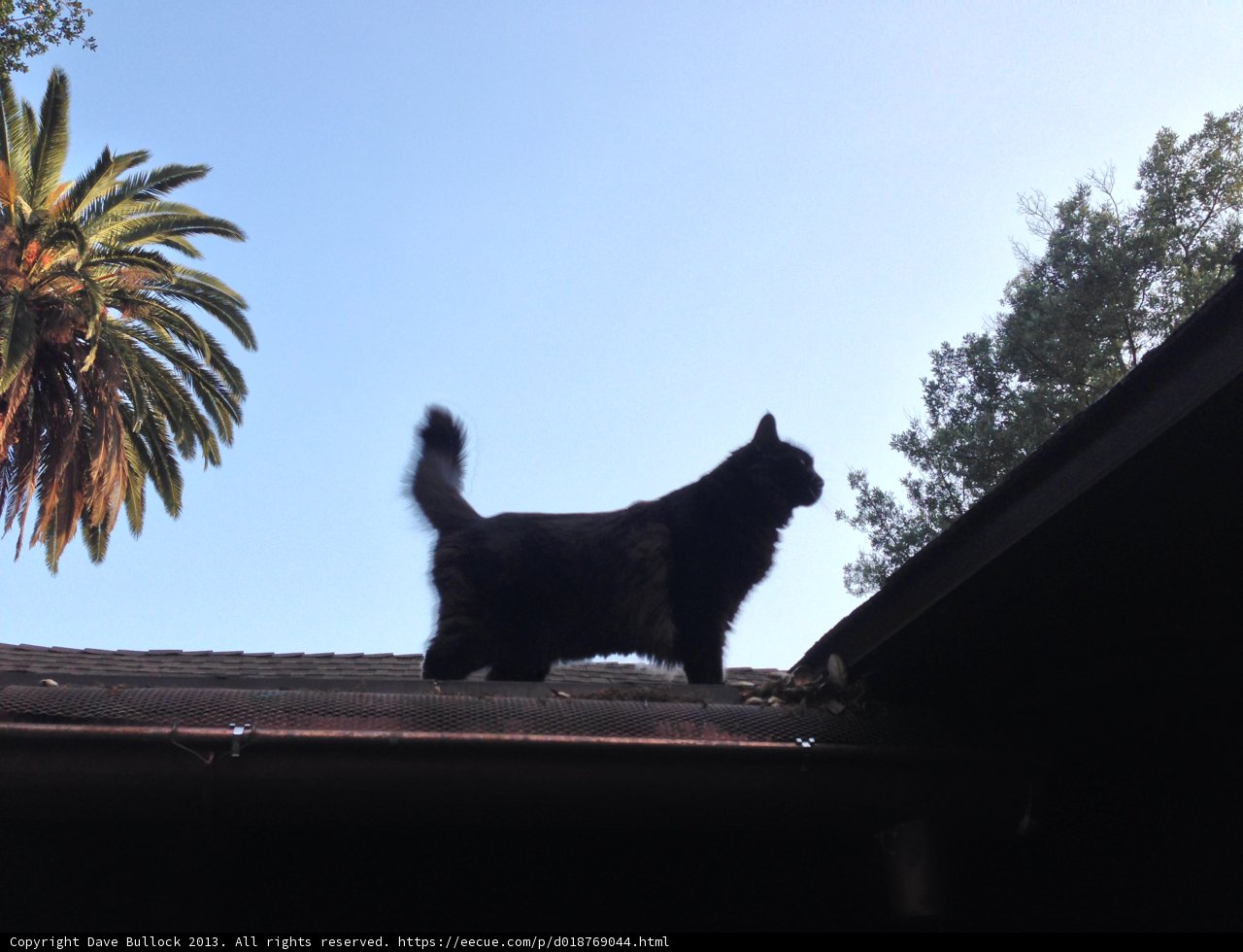 Cat's Eye View