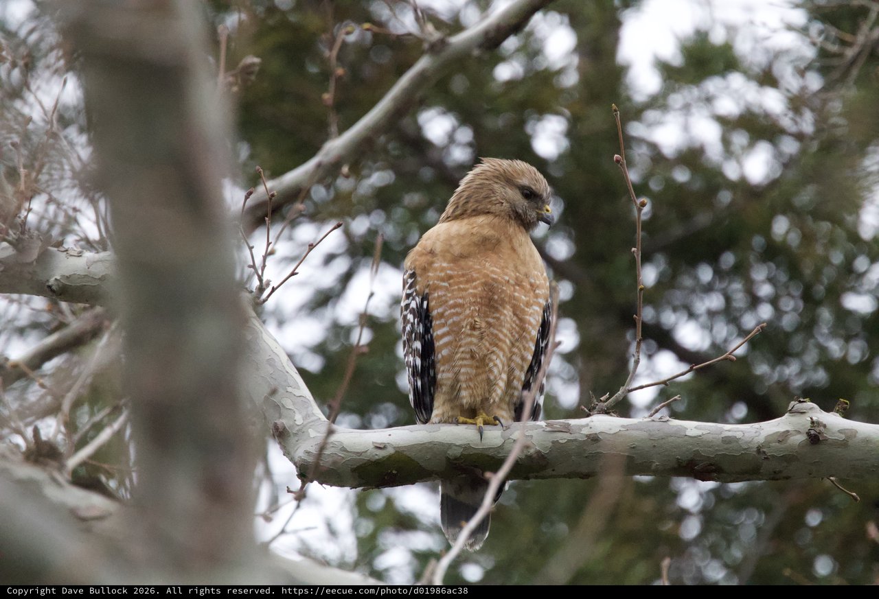 Red-shouldered Hawk Perched on Winter Branch