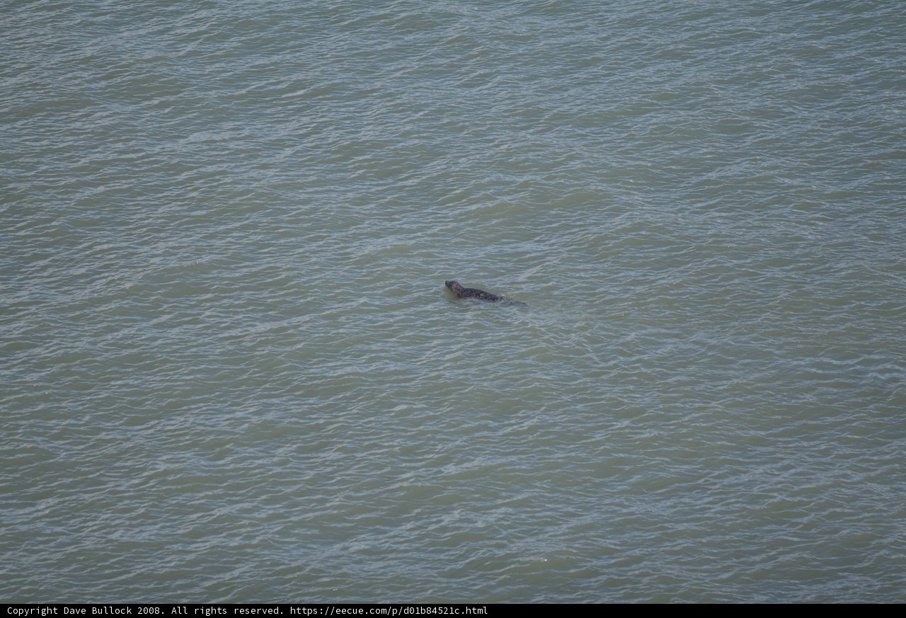 Playful Seal by the Shore