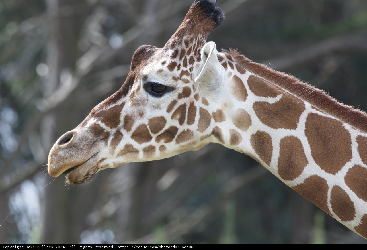 Fantastic Heights at the SF Zoo!