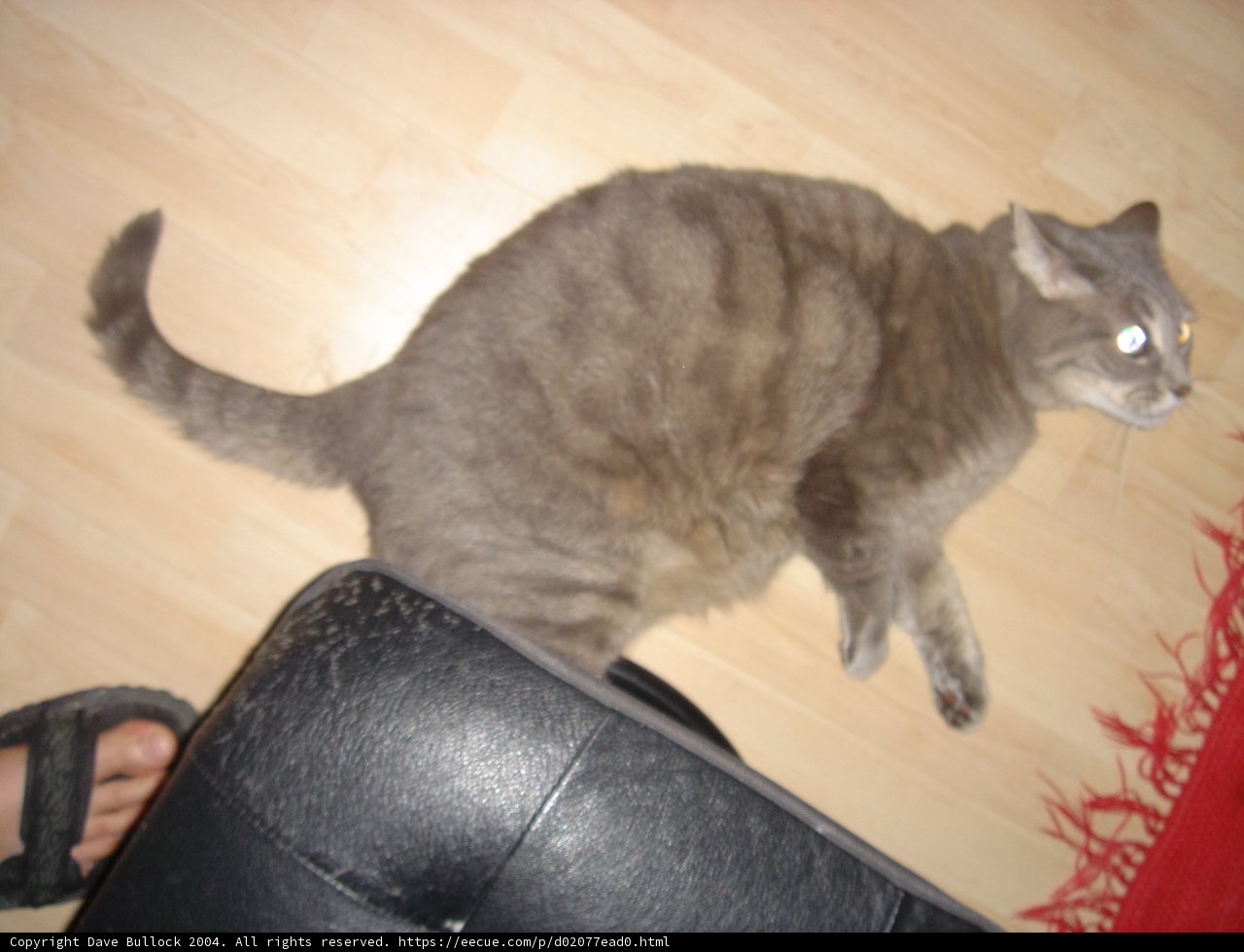 Feline Relaxation on Hardwood Floor