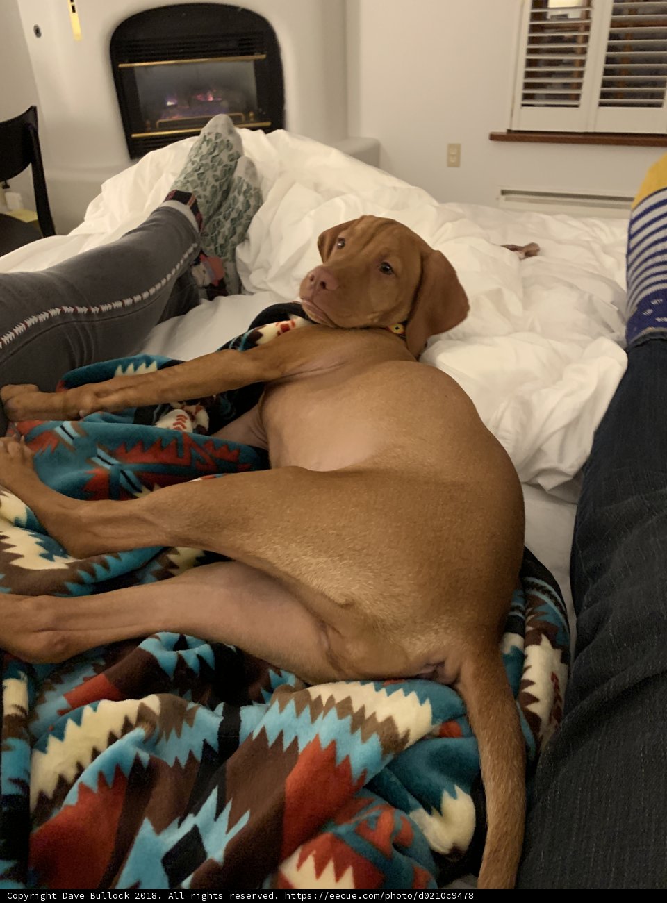 Cozy Nap Time with Pup