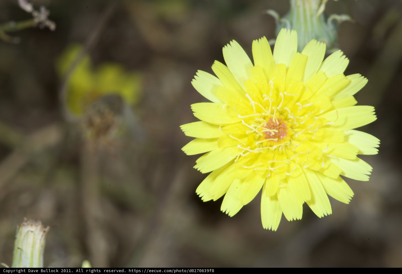 A Daisy in Bloom
