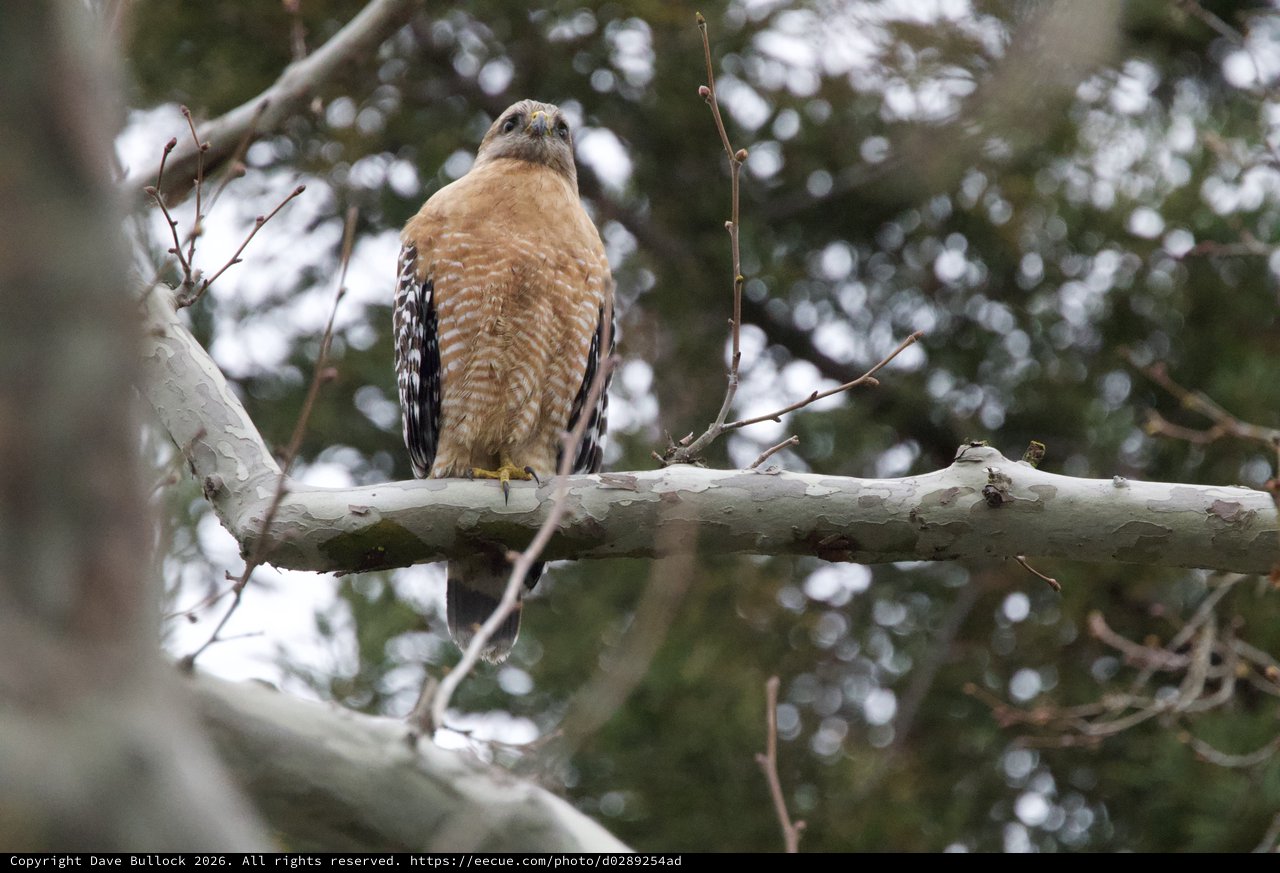 Red-Shouldered Hawk Perched on Winter Branch