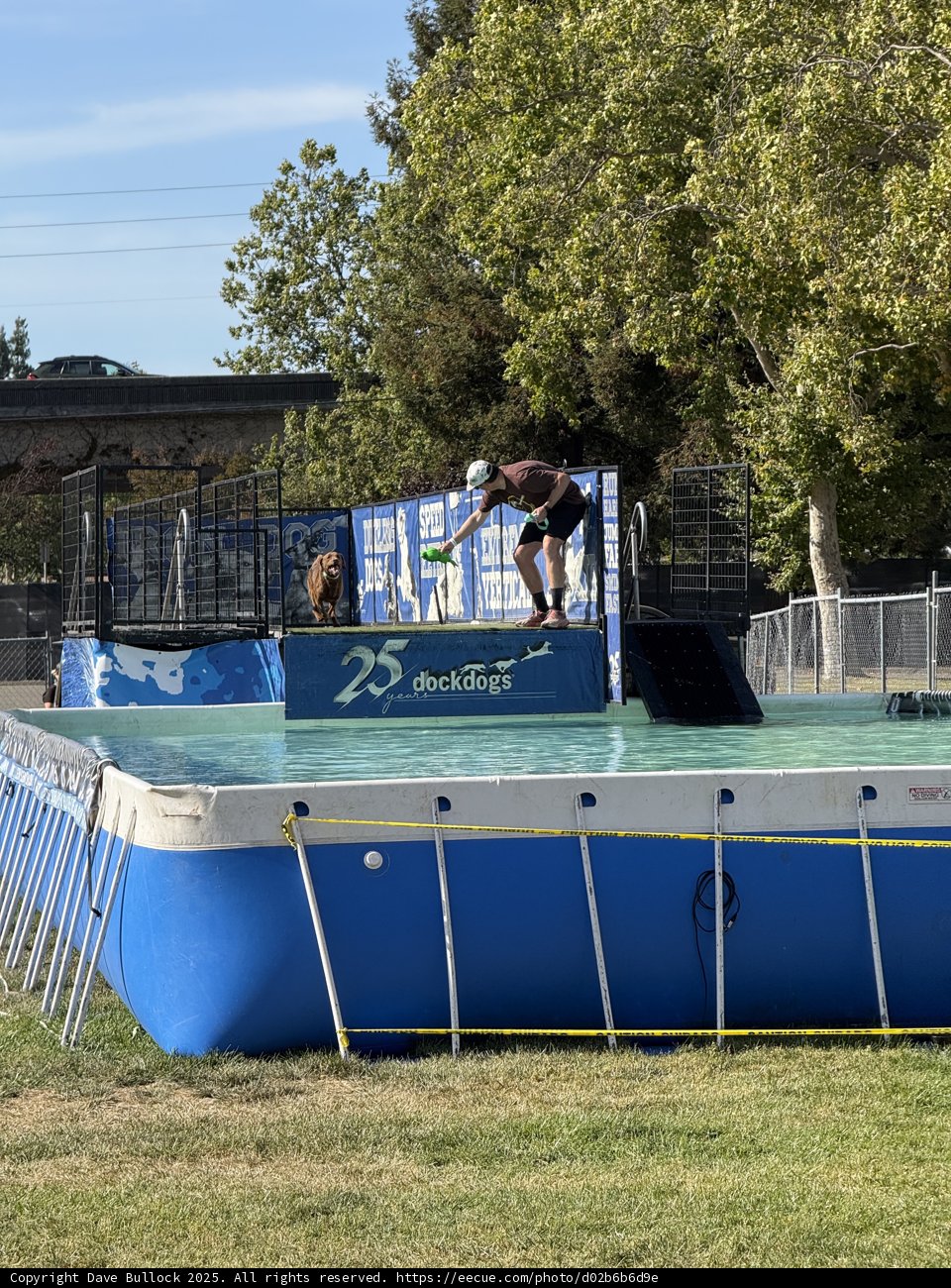 Summer Fun at the Dock Dogs Event
