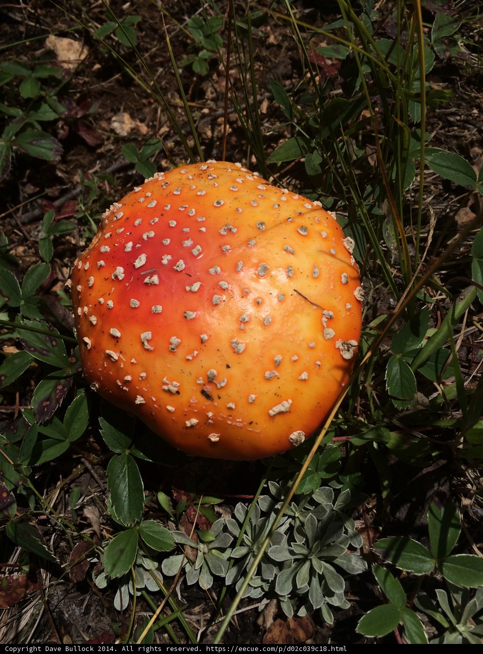 Amanita Agaric Mushroom in Santa Fe Plaza