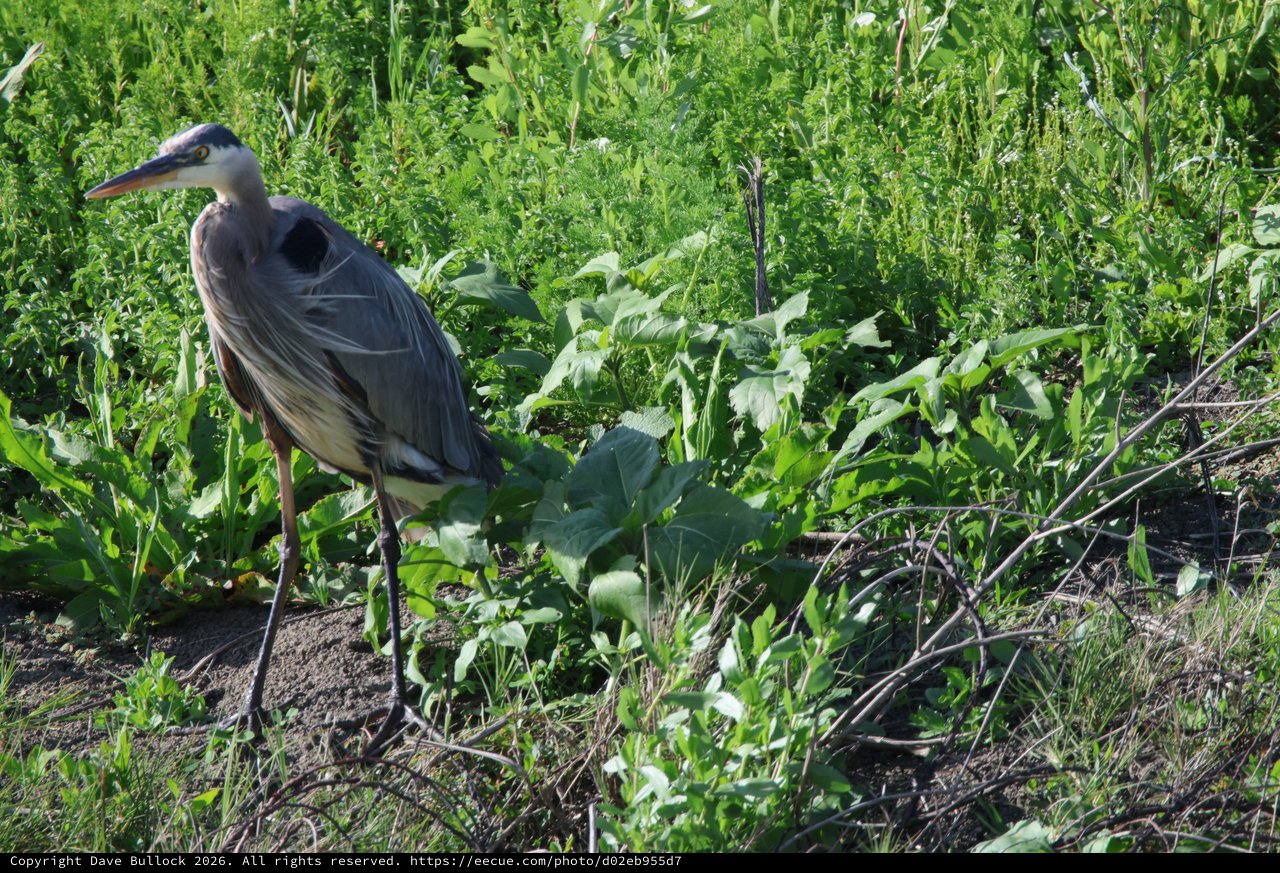Great Blue Heron Standing in Wetland Vegetation