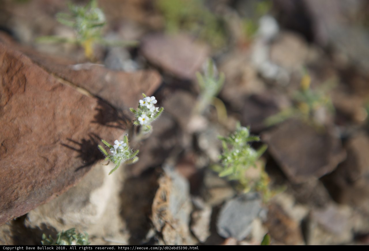 Delicate White Flowers Sprouting from Arid Soil