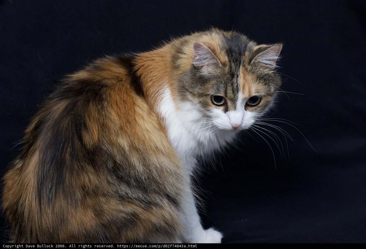 Calico Cat on a Black Background
