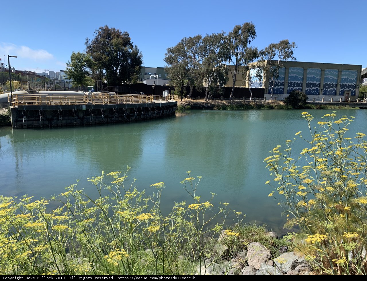 A Serene Waterfront with Yellow Blossoms
