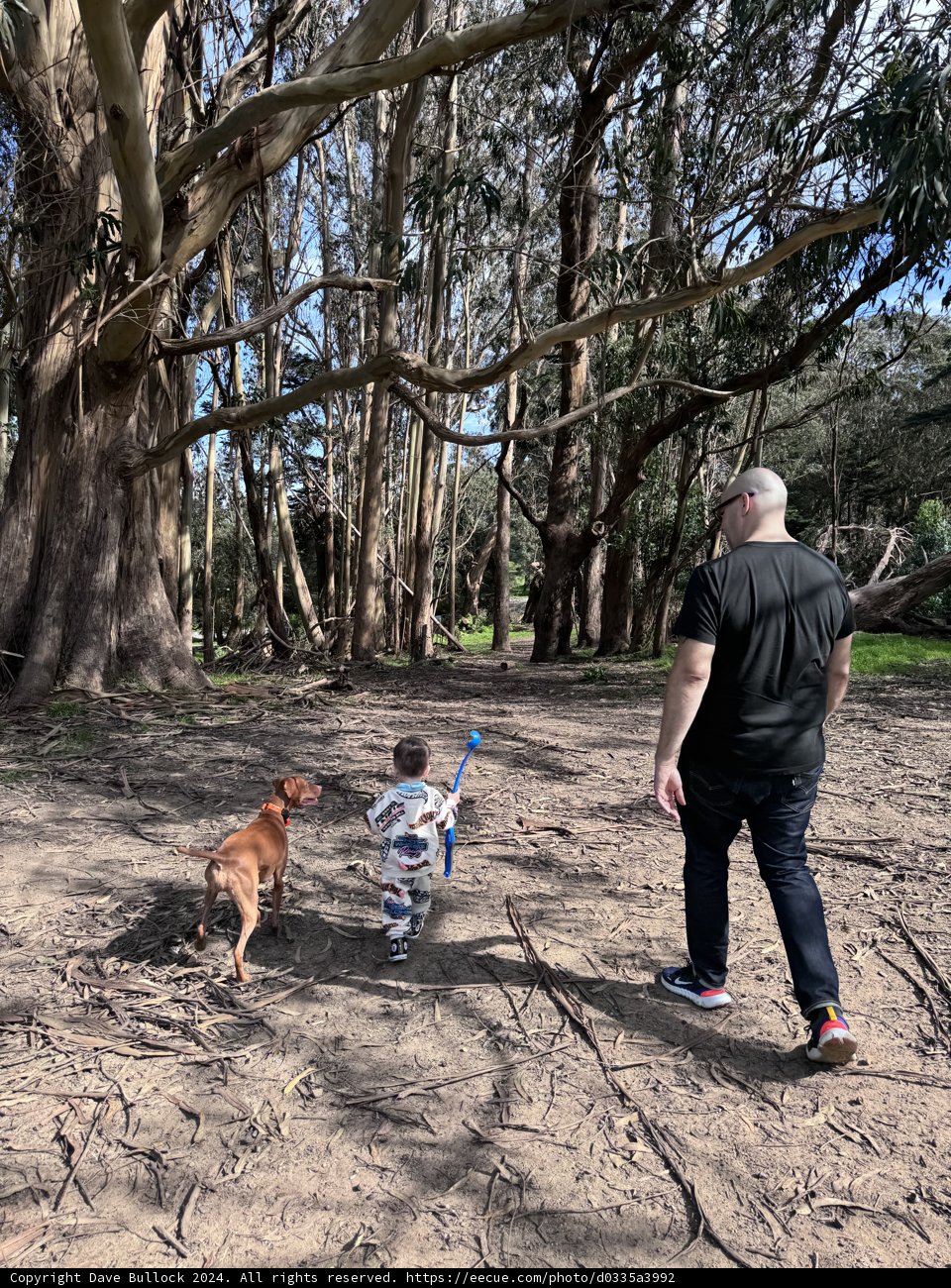 Strolling Through Nature: A Man and His Best Friend
