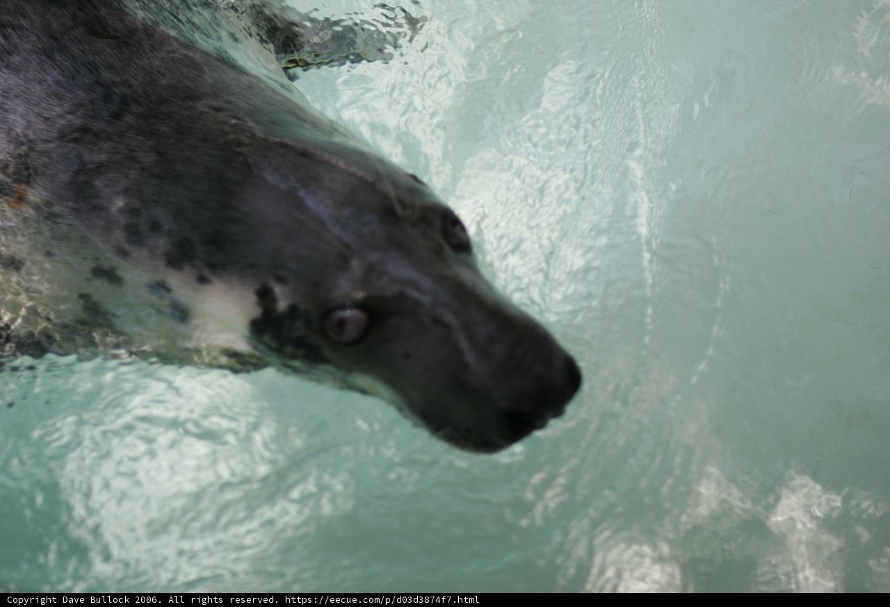 Playful Seal in its Aquatic Habitat