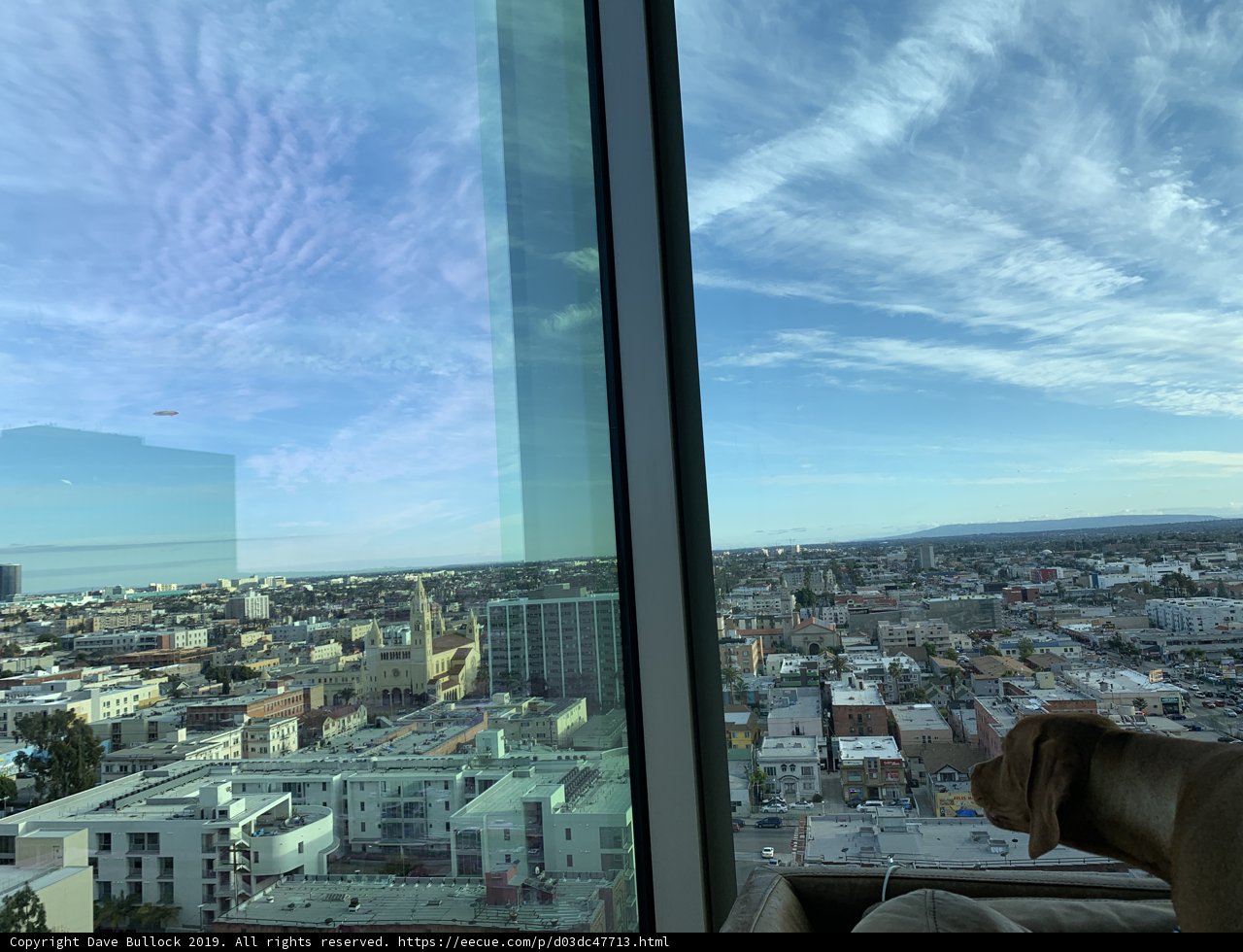 City Dog