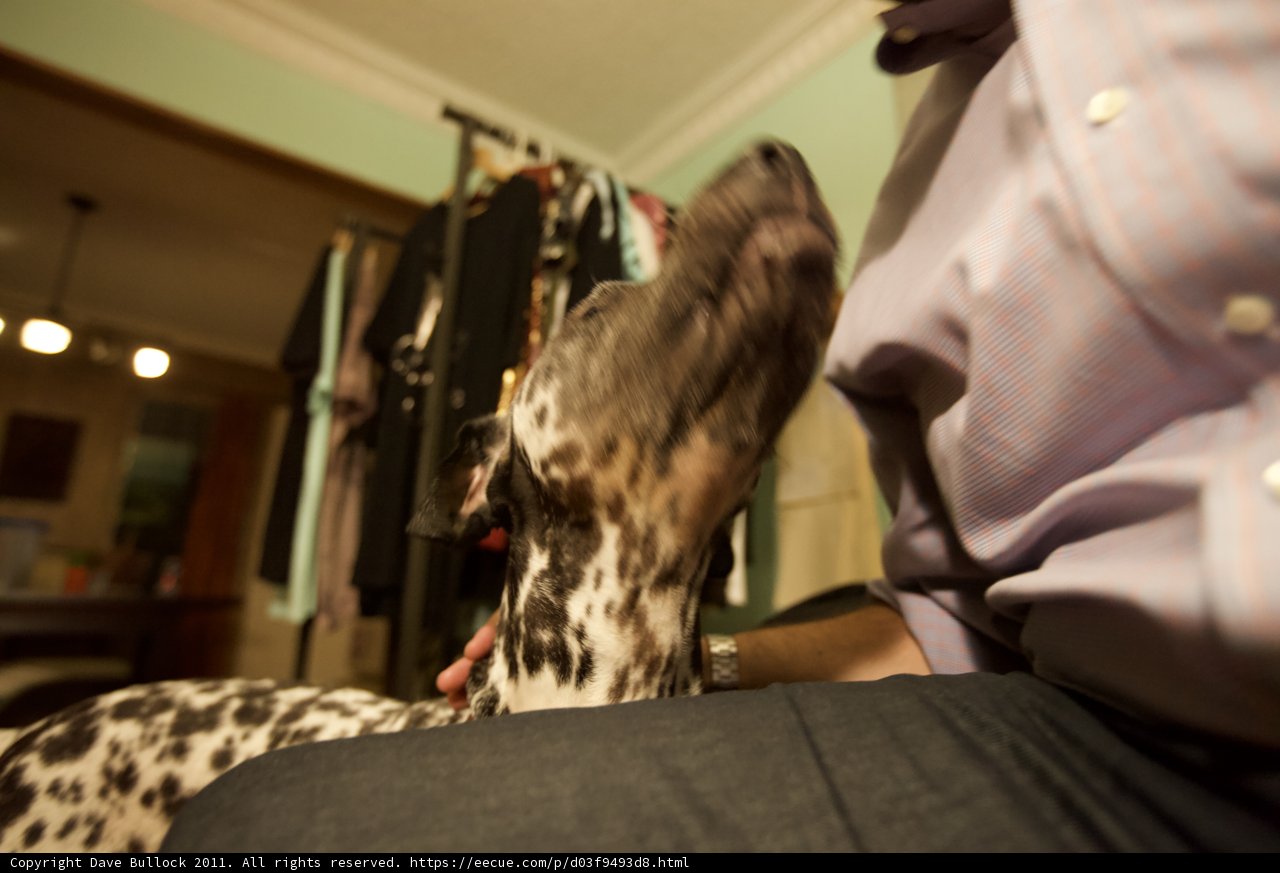 Relaxing with My Furry Companion