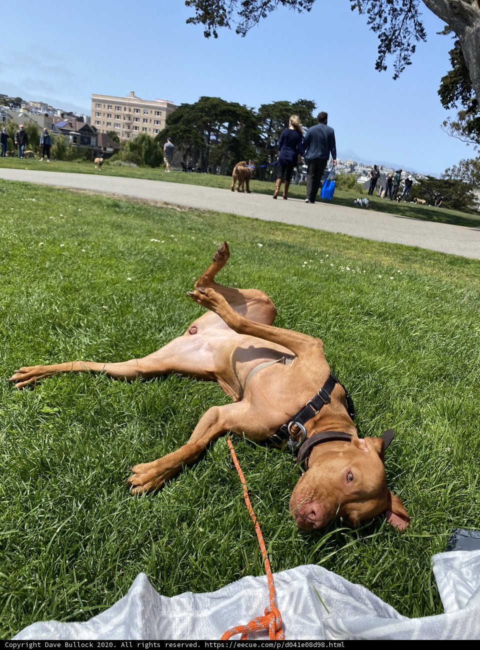 Relaxing Day at the Park