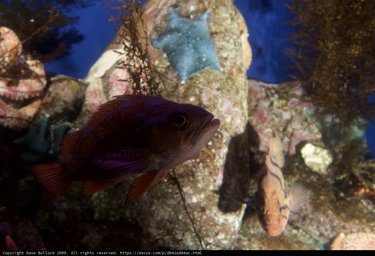 Underwater Encounter