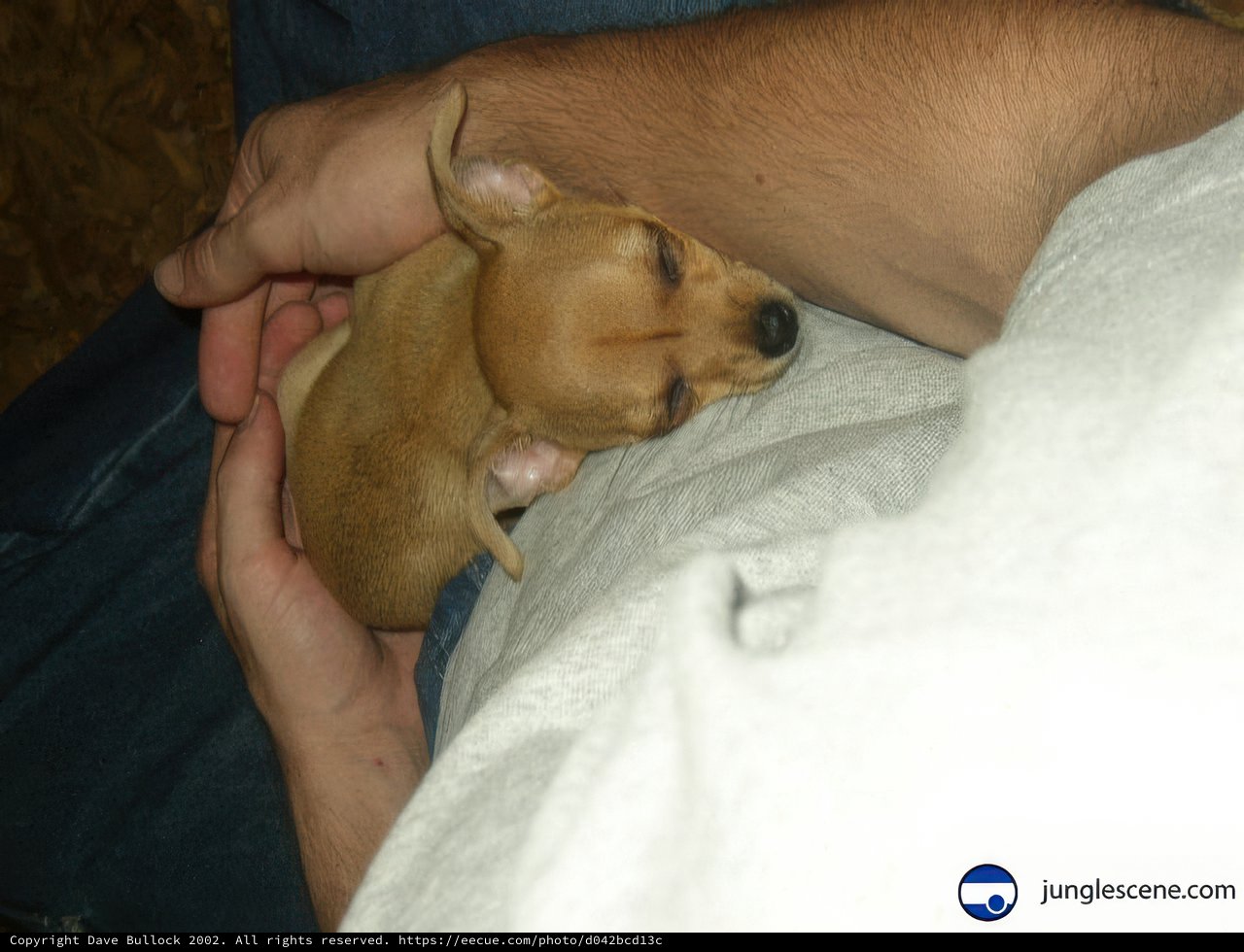 Comfy Canine