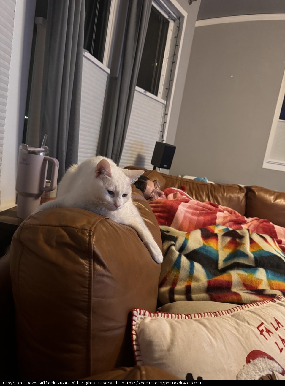 Relaxed Elegance: Feline Repose in Urban Living
