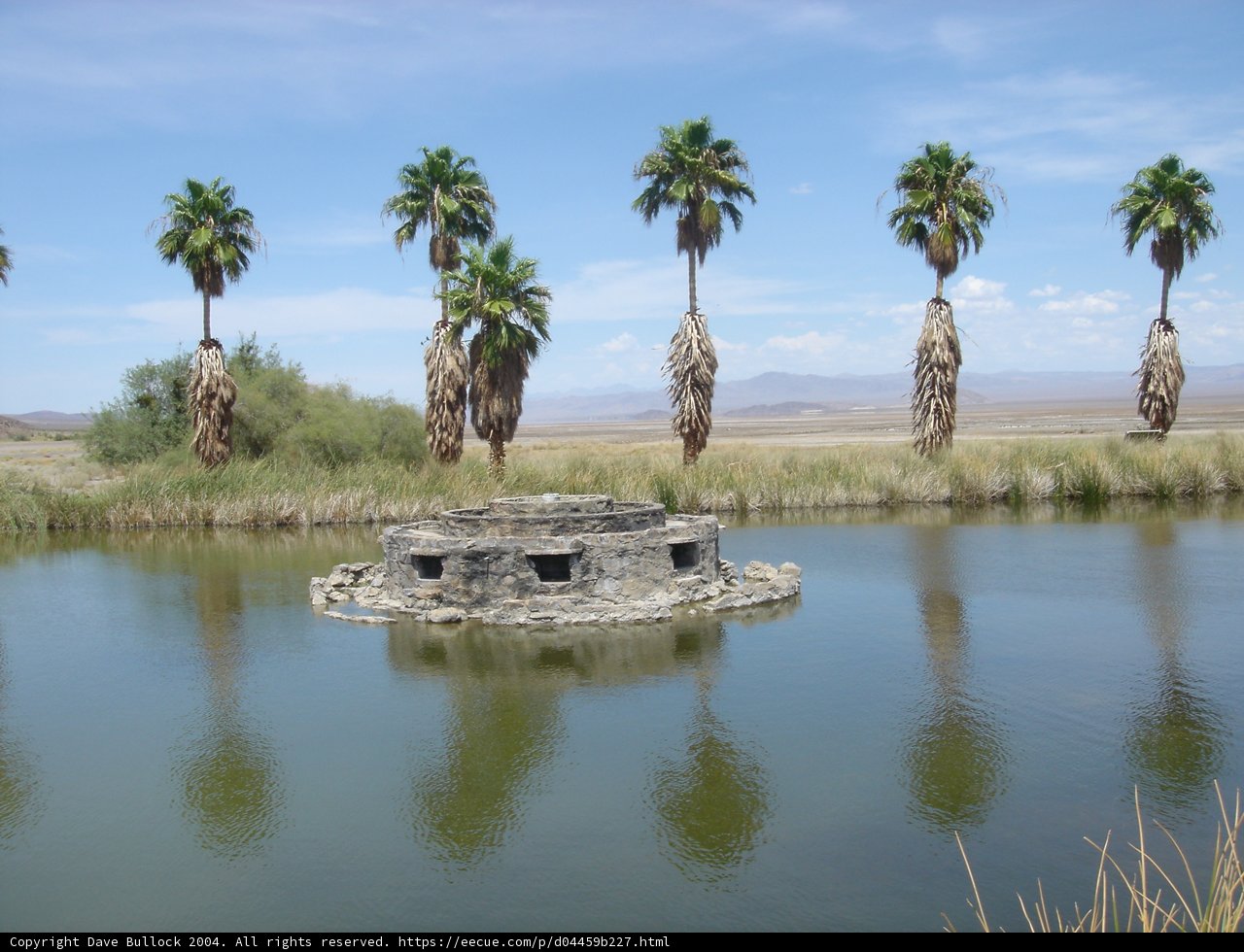 Serene Summer Pond